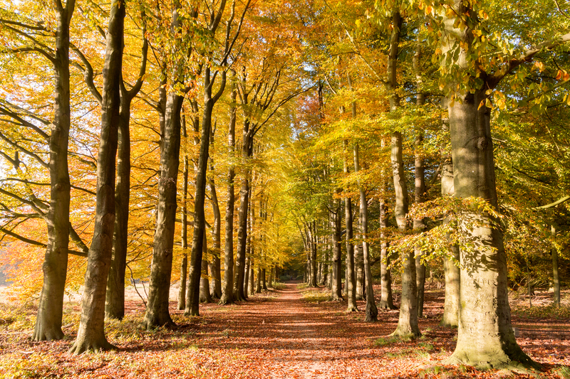 veluwe