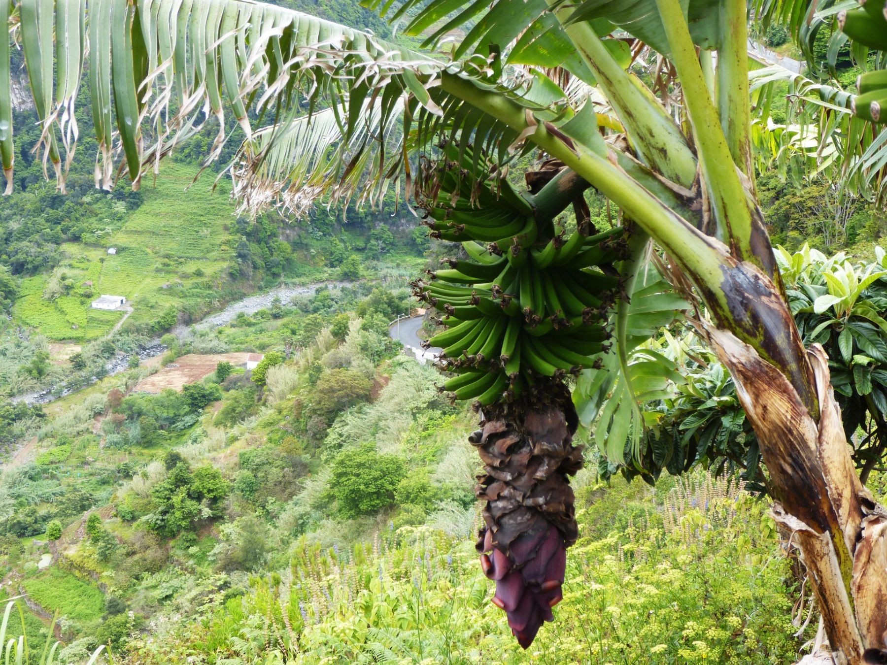 Madeira eiland