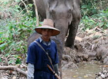 wandelen met olifanten Laos