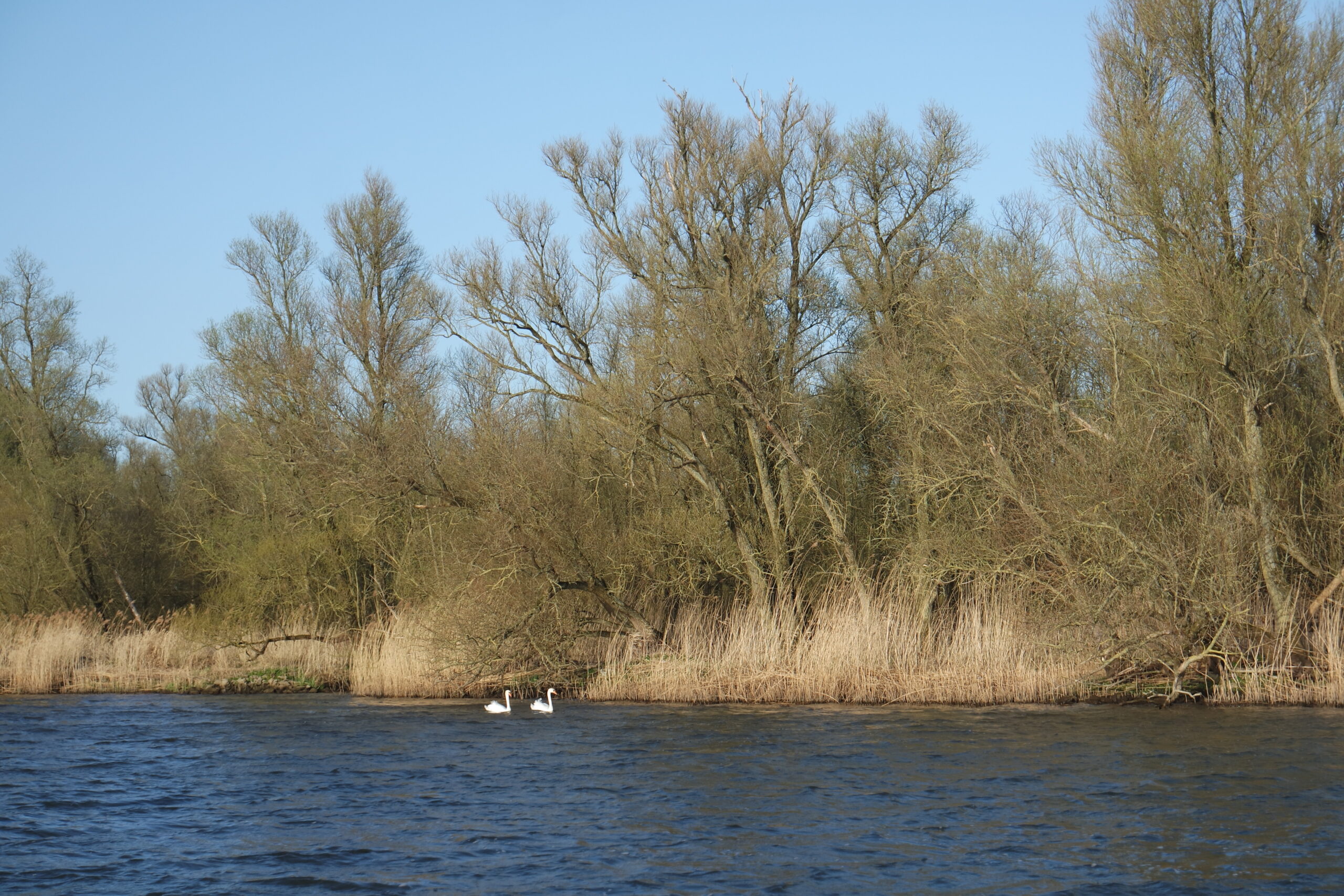 de biesbosch