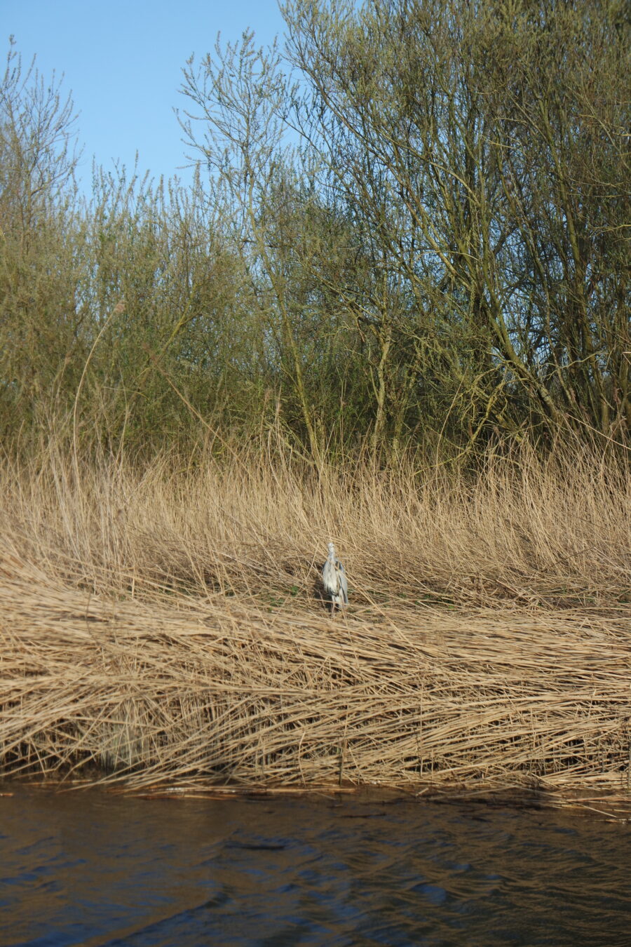 de biesbosch