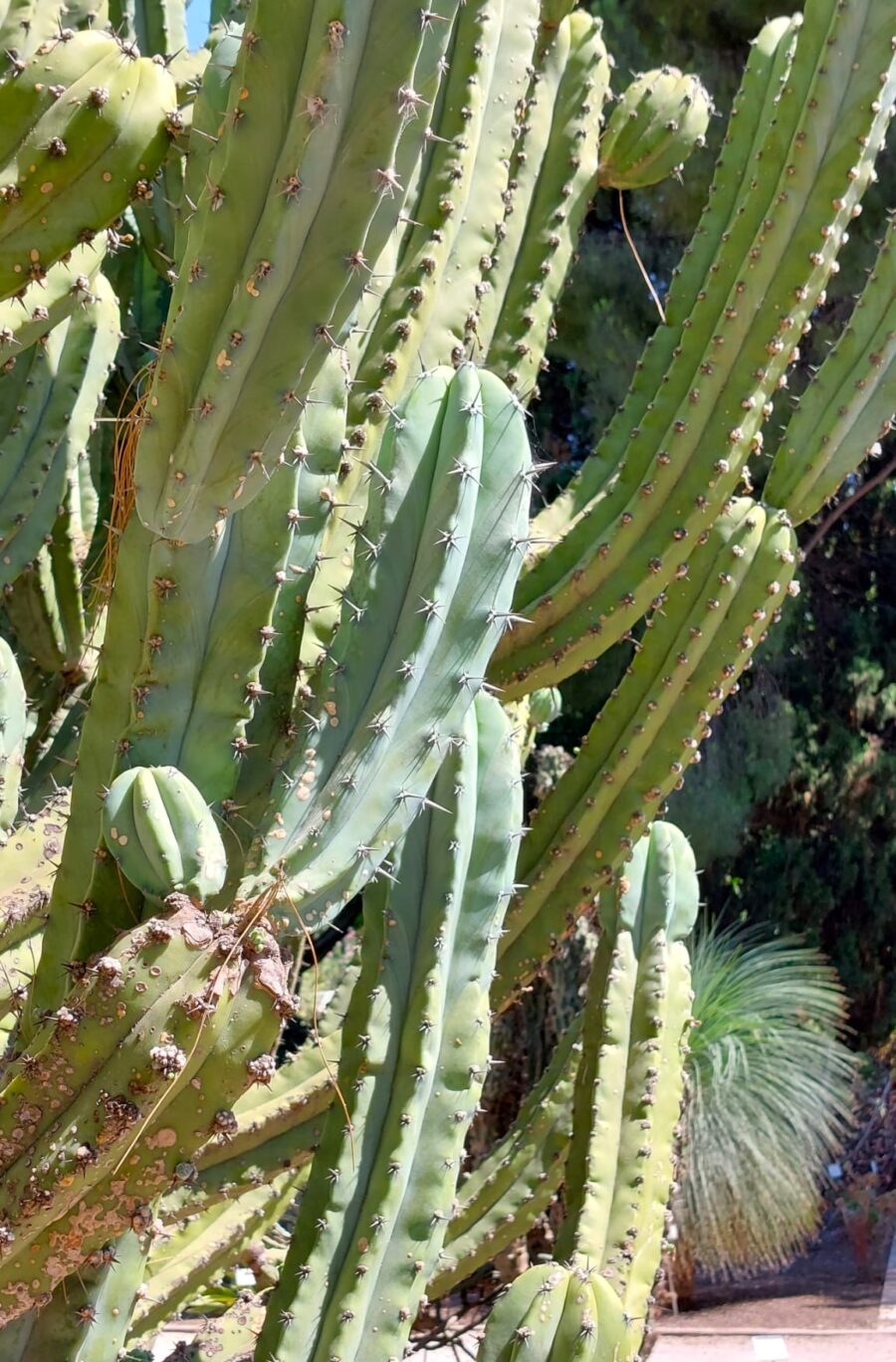 botanische tuin valencia